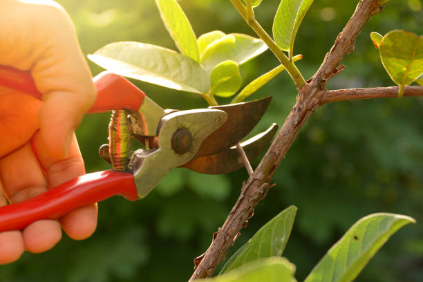 How Our Tree Care Process Works  in  Dayton, TN